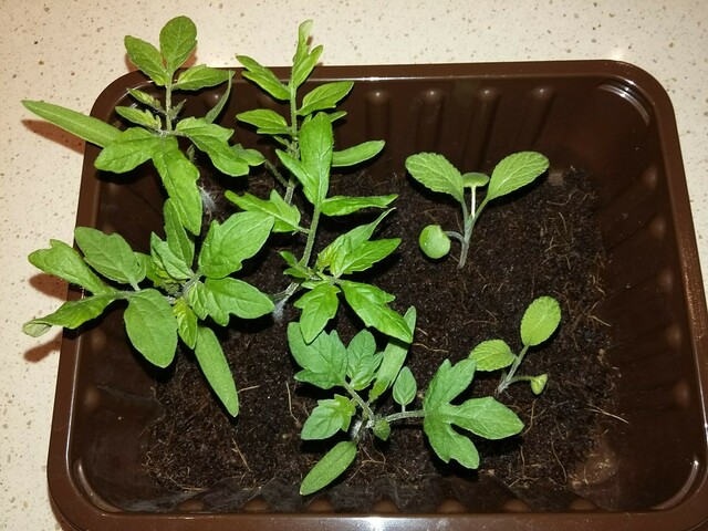 Tomato seedlings in coconut coir tray