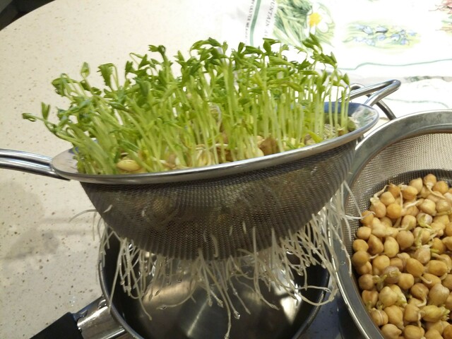 Lentils and Chickpeas Sprouting. Kept in sieves over pans and rinsed frequently.