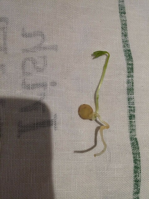 A lentil sprout / seedling
