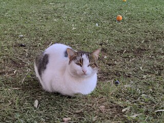 Grumpy cat loaf with oranges and olives. The loafs in this park may be grumpy because they have burst eardrums from the explosion the previous night.