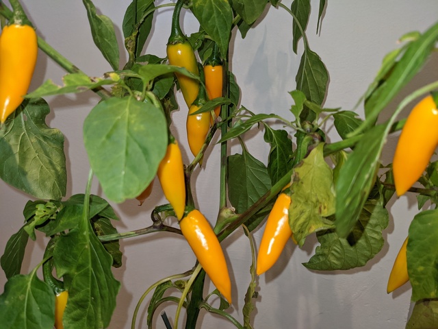 Bulgarian Carrot Chillies on Plant