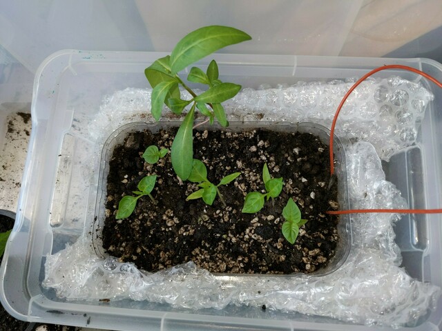 The heated propogator worked. It worked.

3 of 3 cumari germinated. 2 of 4 Chocolate Habaneros, which is much better than the 1 of 6 at the last attempt. I had also treated them with bleach though, as some went furry last time.

There is also a weed that came with the compost. I'm growing it to see what it is.